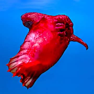 headless chicken fish|Headless Chicken Monster Headless Chicken Fish .